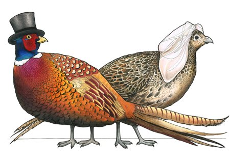 Фазан для детей