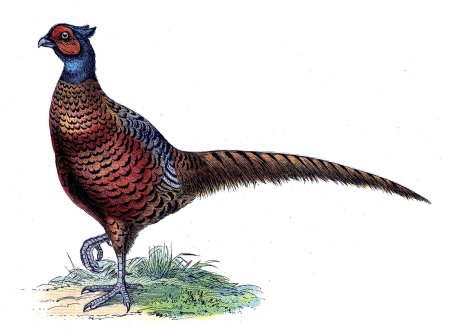 Фазан на белом фоне