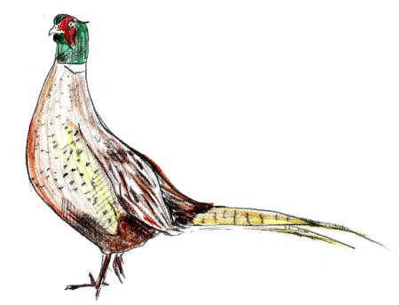 Джон Гульд фазаны