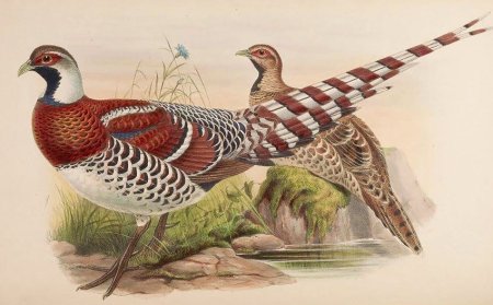 Фазан из мультика