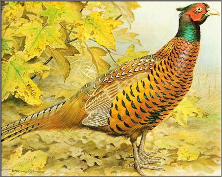 Фазан вектор