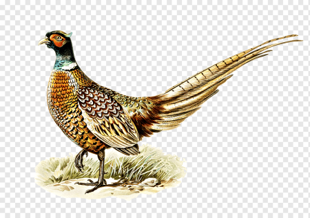 Фазан карандашом