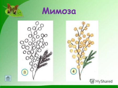 Веточка мимозы ватными палочками