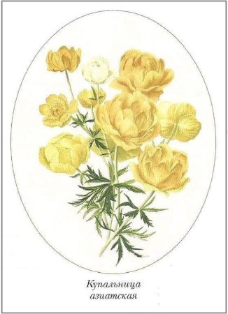 Купальница цветок гравюра