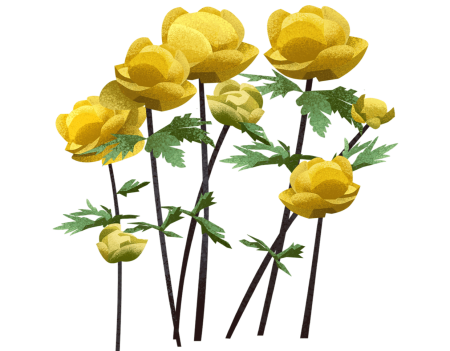 Купальница европейская листья