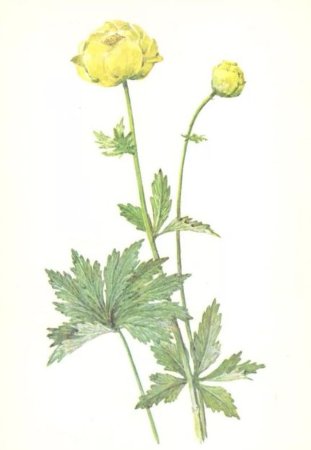 Купальница европейская