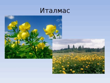 Италмас цветок