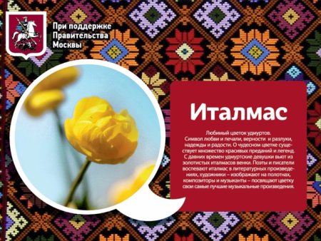 Италмас цветок Удмуртии нарисованный
