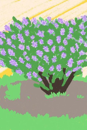 Кустарник рисунок