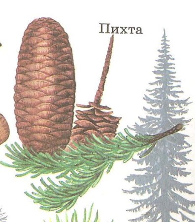 Хвоинки пихты нарисовать