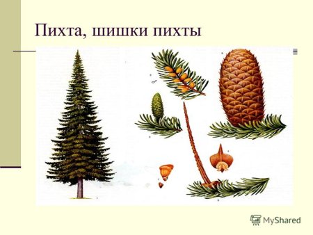 Лиственница шишки и хвоинки