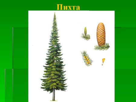 Пихта картинка для детей
