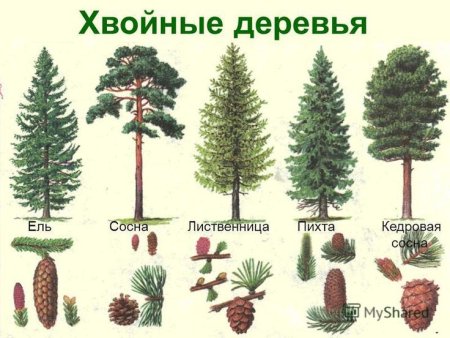 Ель пихта лиственница