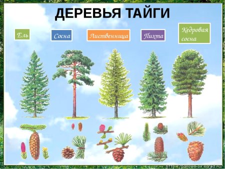 Ель пихта сосна кедр лиственница