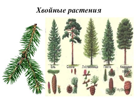 Хвоинки ель пихта сосна