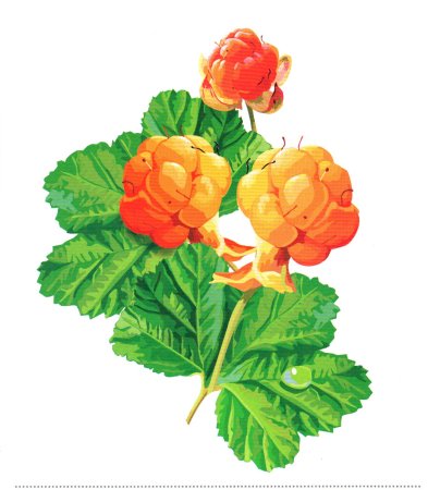 Ягода Морошка карточка