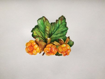 Ботаническая живопись Морошка