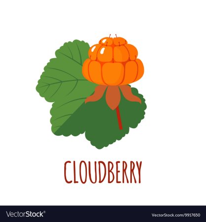 Морошка логотип