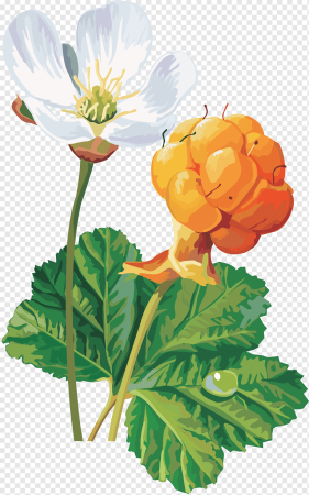 Морошка цветы и ягоды