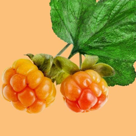 Королевская ягода Морошка