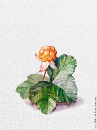 Морошка Ботаническая иллюстрация