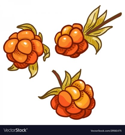 Морошка вектор