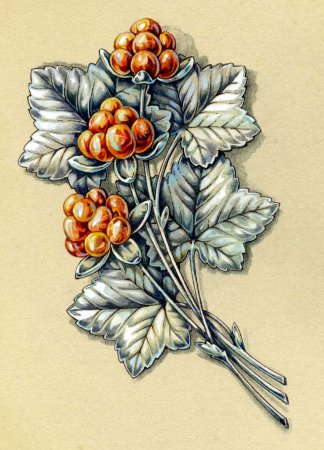 Морошка ягода акварель