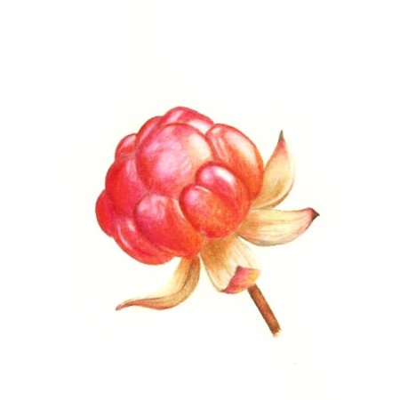 Морошка Ботаническая иллюстрация