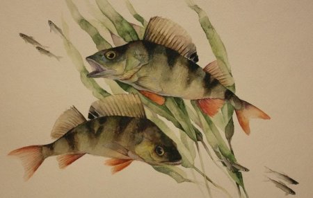 Окунь для детей