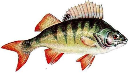 Рыба ёрш и окунь