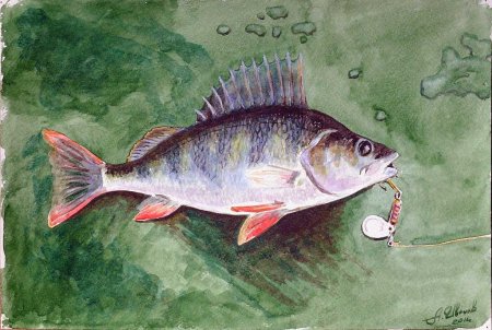 Речной окунь для детей