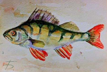 Окунь рисунок