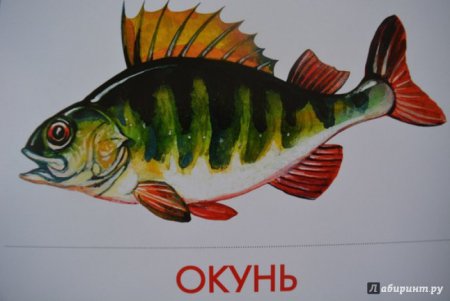 Картина для детей Пресноводные рыбы