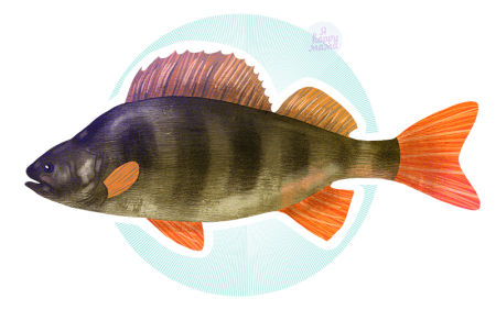 Окунь для детей