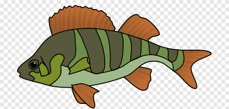 Рыба окунь рисунок