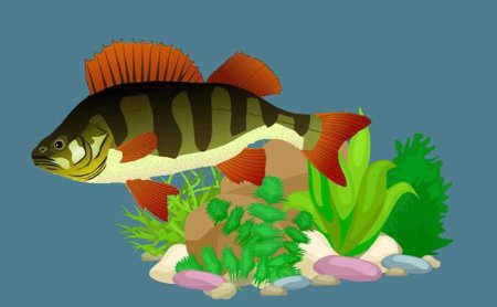 Окунь рисунок