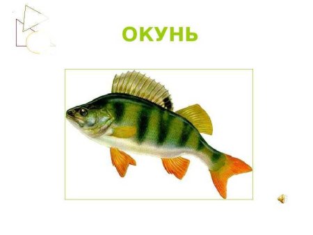 Окунь картина для детей