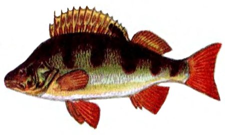 Рыба окунь для детей