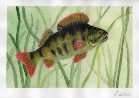 Окунь карандашом