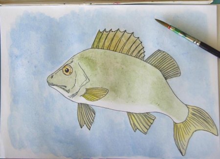Нарисовать окуня