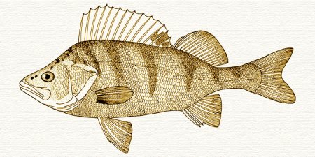 Окунь для выжигания