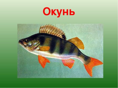 Рыба окунь внешний вид