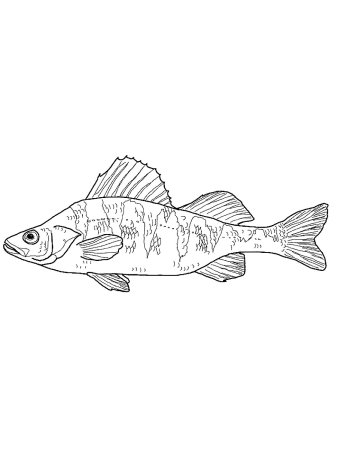 Окунь раскраска