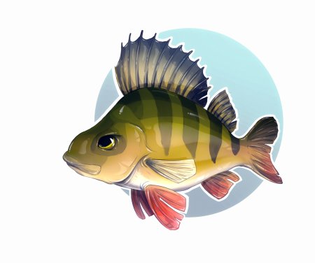 Окунь рисунок