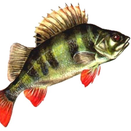 Окунь на белом фоне