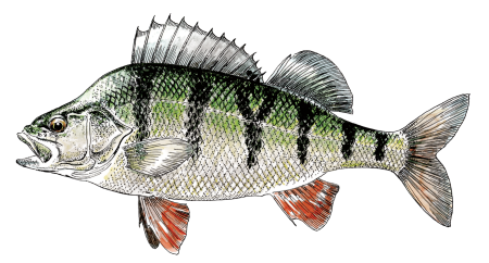 Судак рыба и окунь