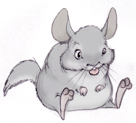 Шиншилла рисунок