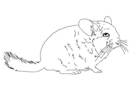 Шиншилла рисунок сбоку