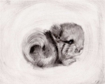 Шиншилла карандашом