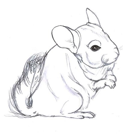 Зарисовки шиншилл
